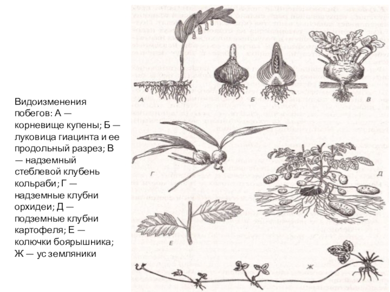 Видоизменение растений рисунок