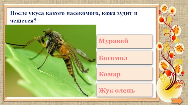 Кто питается комарами и их личинками