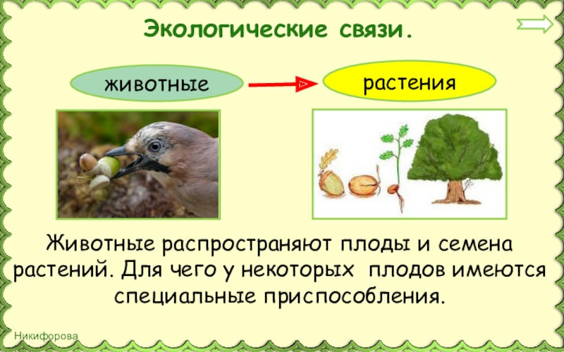 Сообщение экологические связи. Примеры экологических связей. Животные распространяют семена растений. Экологические взаимосвязи. Взаимосвязь растений с окружающей средой.