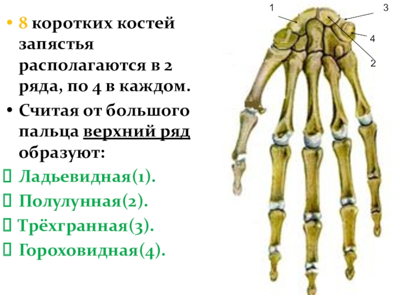 Запястье кость трубчатая. Короткие кости. Кости запястья. Гороховидной кости запястья. Короткие кости запястья.