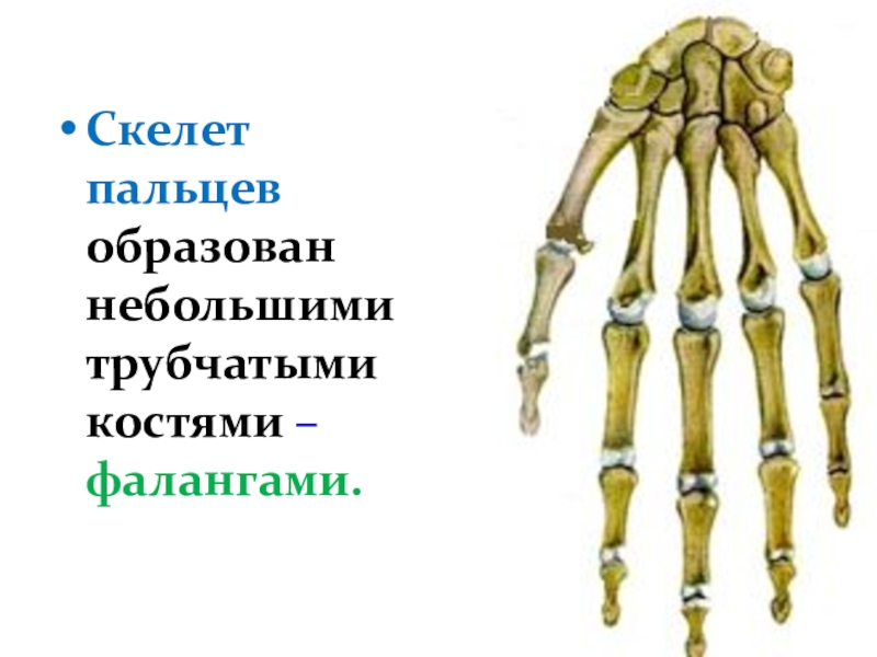 Скелет пальцев человека. Фаланги пальцев трубчатые кости. Пальцы скелета. В скелет человека фаланги пальцев. Трубчатые кости верхних и нижних конечностей.