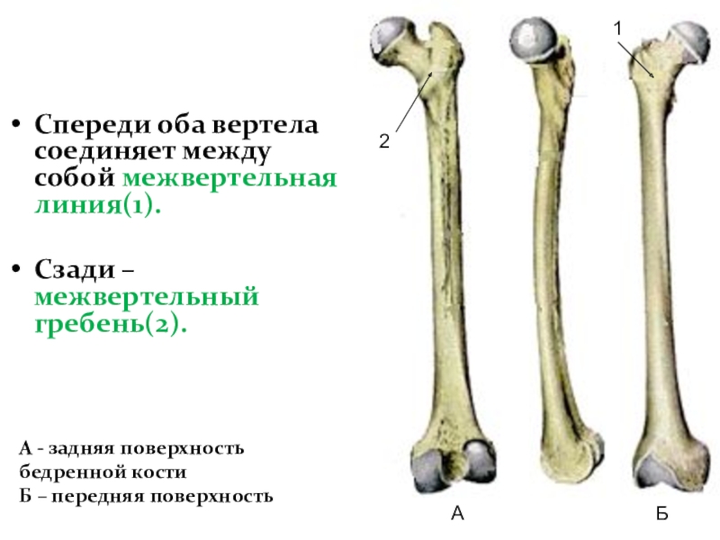 Вертел бедренной кости фото