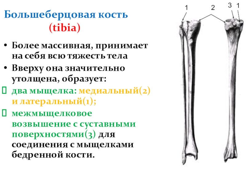 Мыщелок большеберцовой кости фото медиальный