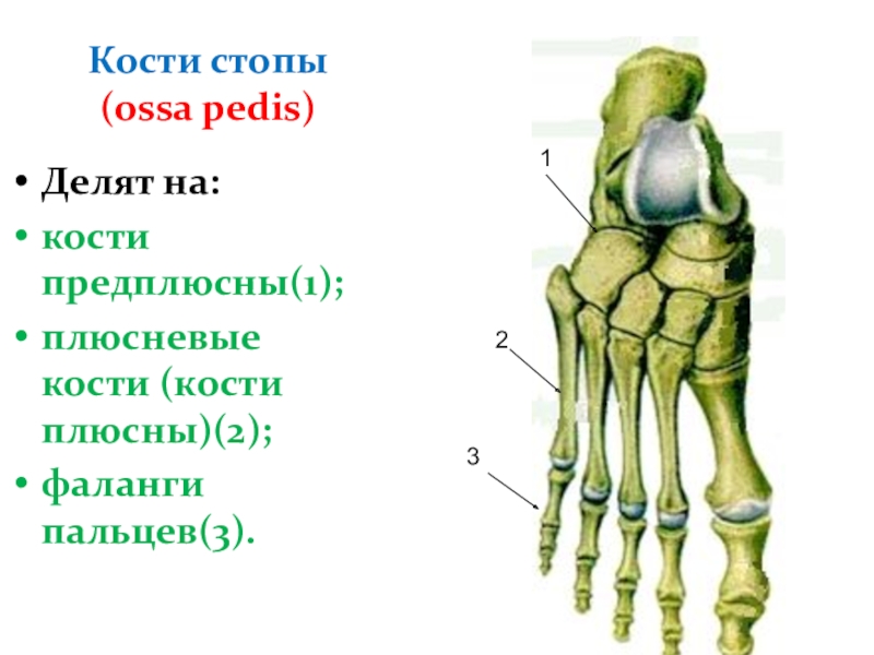 Плюсна. Плюсна предплюсна фаланги пальцев. Кости предплюсны на латинском. Строение стопы плюсна предплюсна. Анатомия проксимальной фаланги стопы.