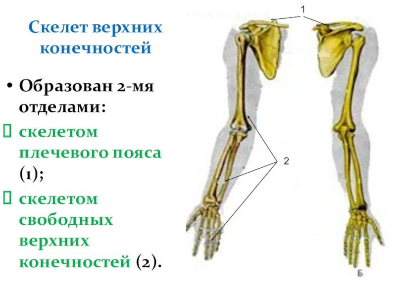 Скелет верхних конечностей скелет плечевого пояса. Скелет верхней конечности. Скелет плечевого пояса и свободной верхней конечности. Скелет верхних и нижних конечностей. Отделы скелета верхней конечности.