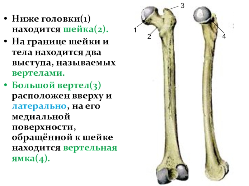 Кость вертело