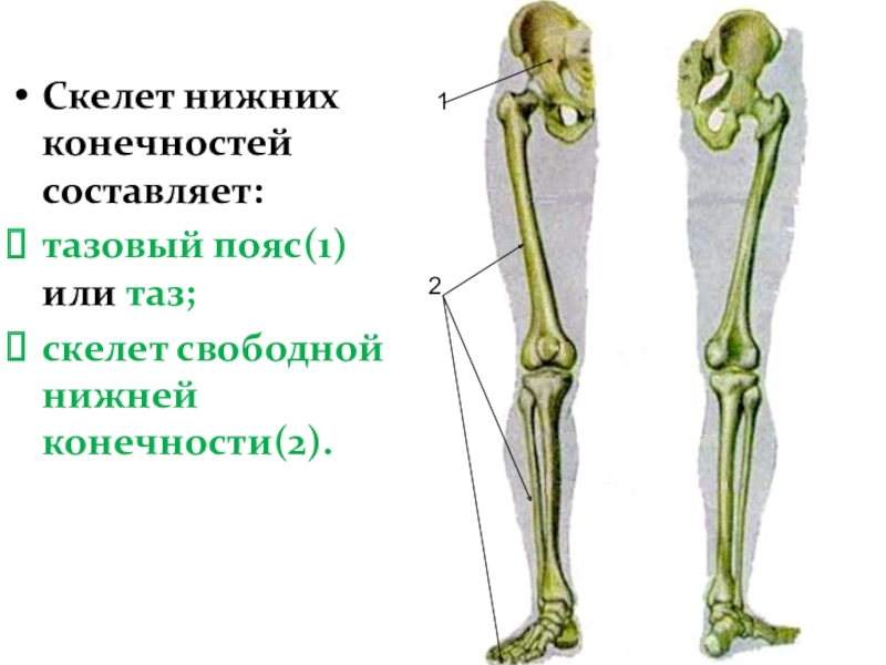 Три отдела ноги