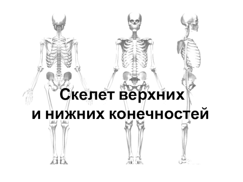 Скелет верхних и нижних конечностей