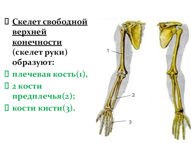 Скелет свободных верхних конечностей человека. Скелет верхней конечности. Скелет свободной верхней конечности кости предплечья кости кисти. Скелет свободной верхней конечности руки. Свободная верхняя конечность.