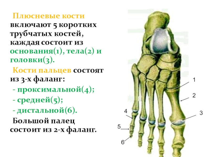 5 плюсневая кость стопы где находится фото