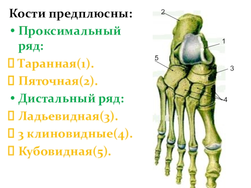 Предплюсна стопы сколько костей. Кубовидная кость предплюсны. Поперечный сустав предплюсны шопаров. Таранная кость предплюсны. Ладьевидная кость (предплюсна).