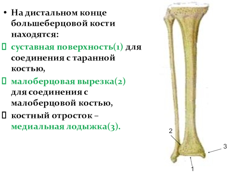 Малая берцовая кость. Малоберцовая суставная поверхность большеберцовой кости. Проксимальный и дистальный отдел большеберцовой кости. Суставная поверхность для соединения с малоберцовой костью. Дистальный эпифиз большеберцовой кости анатомия.