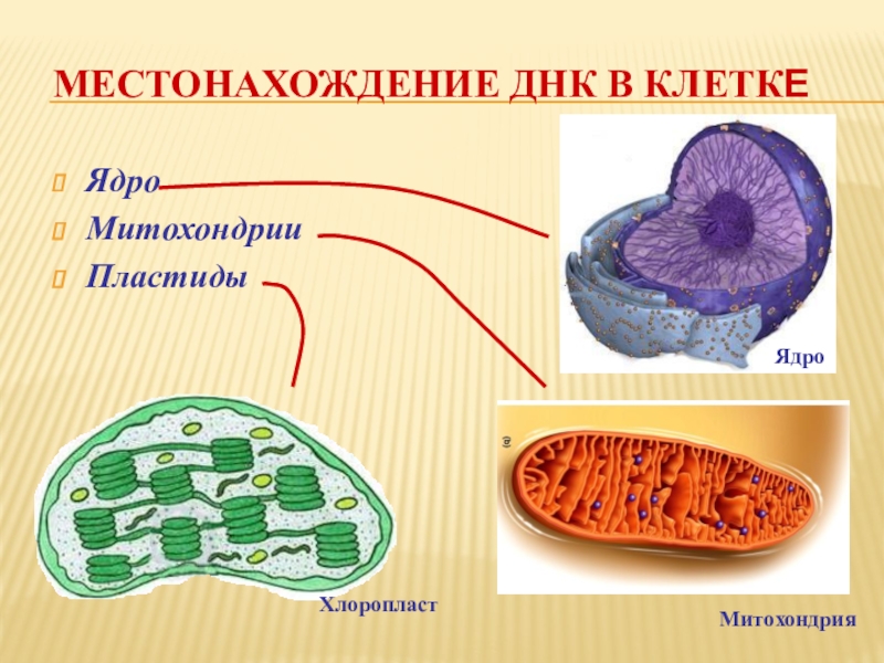 Клеточное ядро митохондрии. Строение митохондрий и пластид. Ядро митохондрии пластиды. ДНК В митохондриях и пластидах. Строение пластиды и митохондрии клетки.