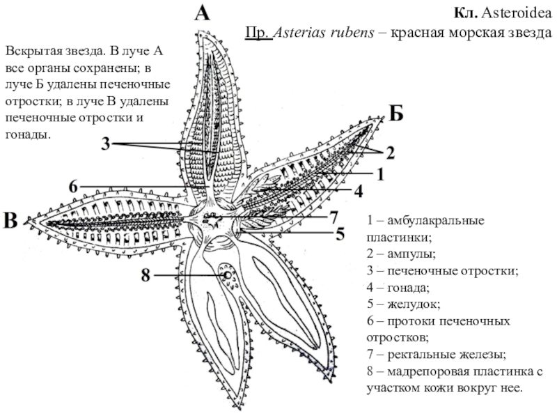 Вскрытая морская звезда рисунок