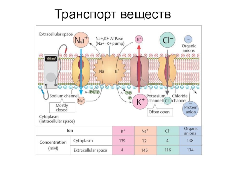 Мембрана потенциалы. Потенциал покоя мембраны. Потенциал покоя на мембране клетки. Мембранный потенциал клетки. Мембранный потенциал покоя рисунок.