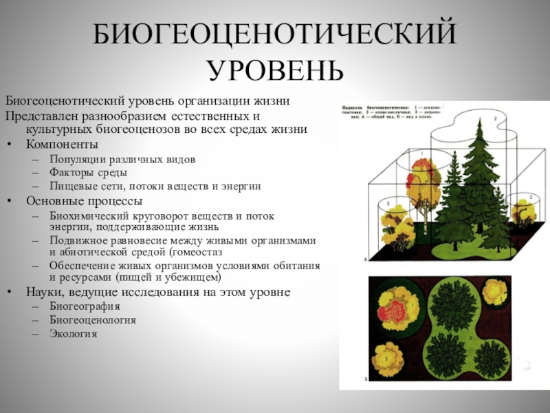 Уровень организации популяций. Биогеоценотический уровень. Биогеоценотический уровень процессы. Уровни организации жизни. Биогеоценотический уровень организации жизни примеры.