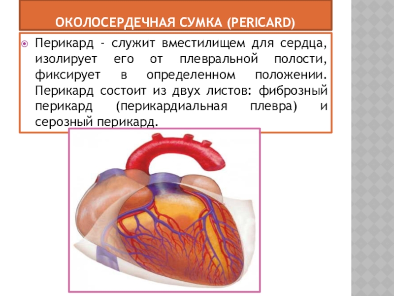 Сердце окружено околосердечной сумкой. Перикард (околосердечная сумка). Оболочки околосердечной сумки. Полость околосердечной сумки. Строение сердечной сумки.