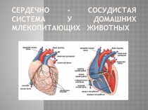 Сердечно - сосудистая система у домашних млекопитающих животных