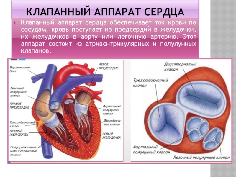 Предсердие у животных. Строение клапанного аппарата сердца анатомия. Строение сердца человека двухстворчатый клапан. Строение сердца двустворчатый клапан. Строение сердца клапанный аппарат сердца.