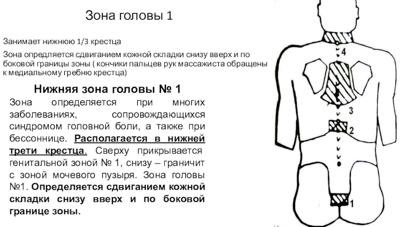 Зона крестца. Схема соединительнотканных зон. Соединительнотканный массаж латерального края. Соединительно тканый массаж. Топография зон соединительной ткани зоны головы.