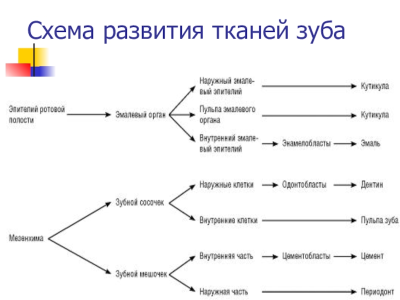 Развитие зуба презентация