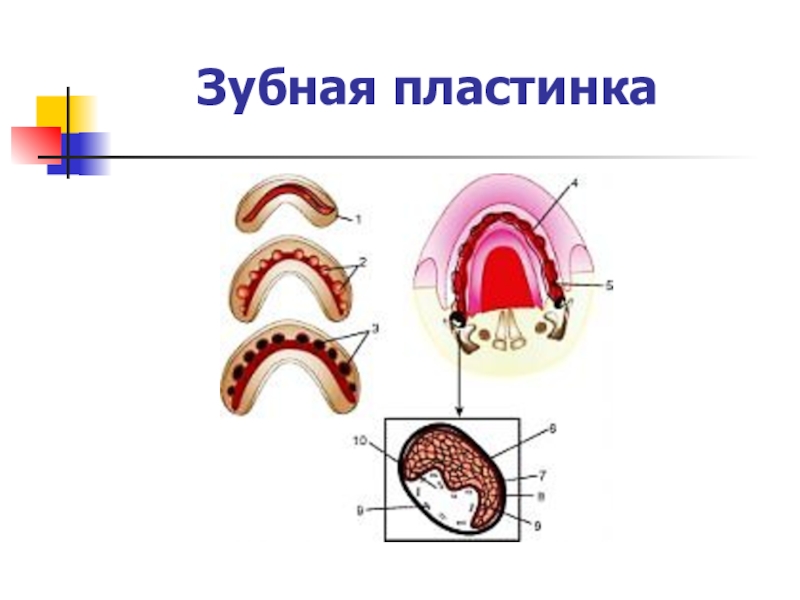 Развитие зуба презентация