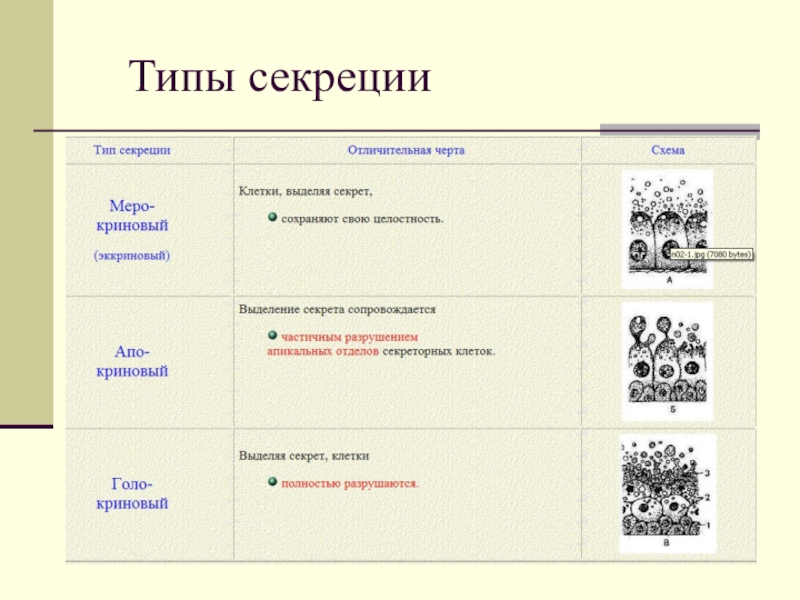 Типы секреции. Мерокринный Тип секреции. Мерокриновый Тип секреции виды. Голокриновый Тип секреции. Типы секреции гистология.