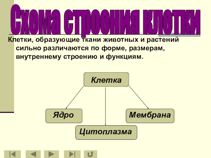 Клетки образуют ткани. Образующие ткани. Компоненты образующие клеточную систему. Элементы образующие клеточную систему. Функции образующей ткани.