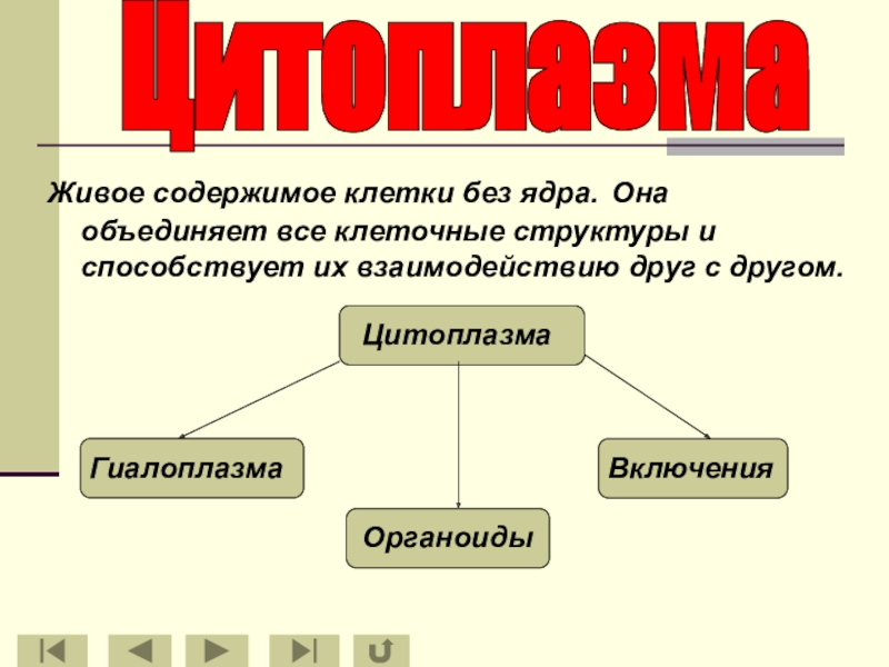 Живое содержимое. Объединяет все клеточные структуры. Цитоплазма объединяет структуры клетки. Живое содержимое клетки. Что объединяет все структуры клетки.