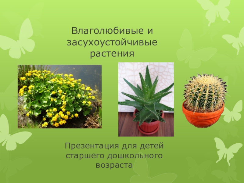 Презентация Влаголюбивые и засухоустойчивые растения