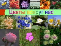 Цветы вокруг нас