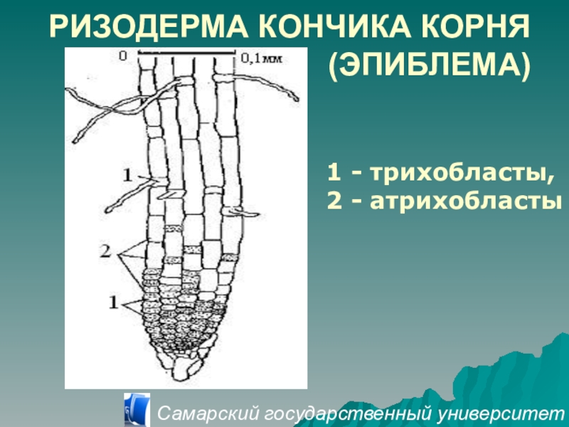 Эпиблема корня. Покровная ткань ризодерма. ) Ризодерма (покровная ткань корня). Эпиблема ризодерма. Ризодерма кончика корня.