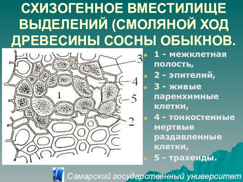 Структура хода. Выделительная ткань схизогенное вместилище. Схизогенные вместилища срез листа сосны. Схизогенные ткани растений. Схизогенные вместилища сосны обыкновенной.