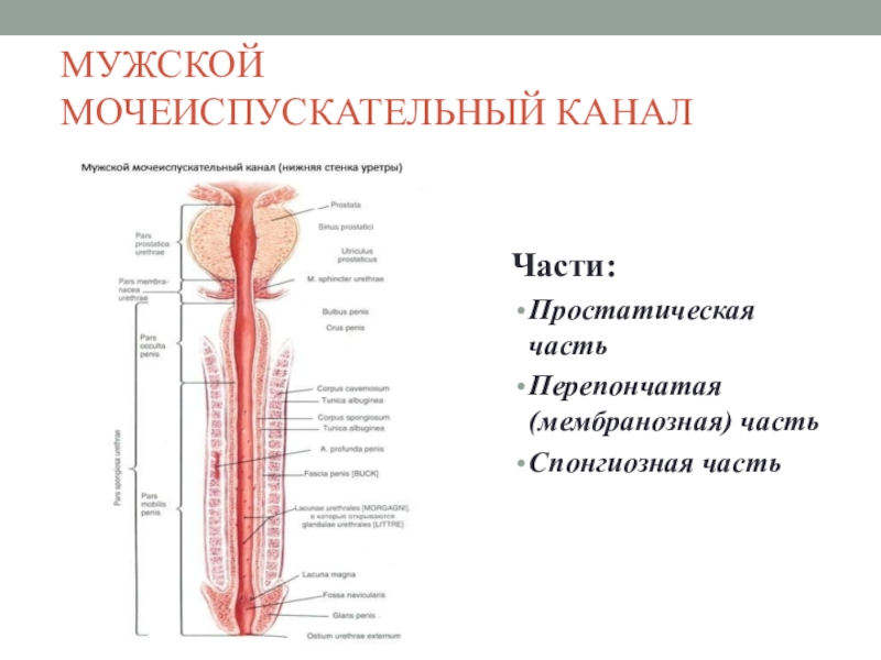 Схема мочеиспускательный канал