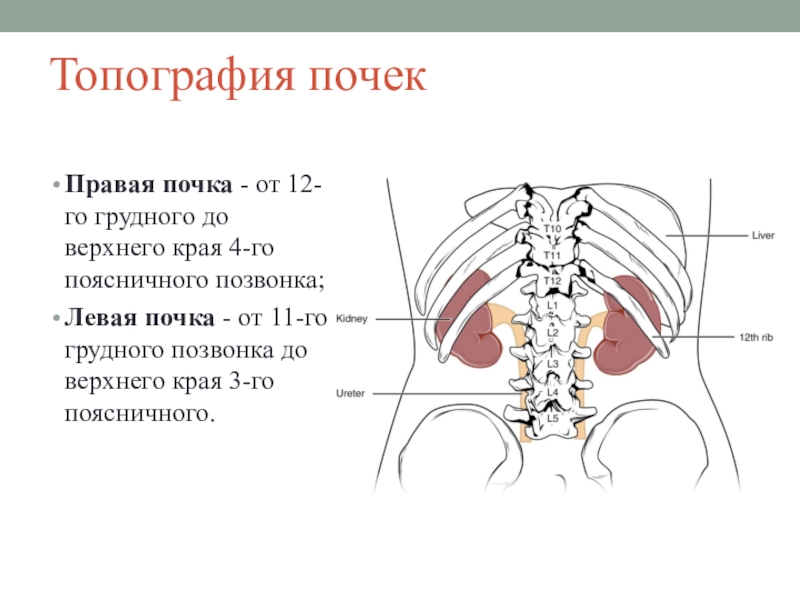 Презентация топография почек