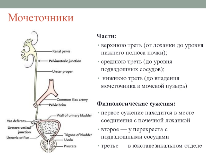 Устье мочеточника у женщин фото