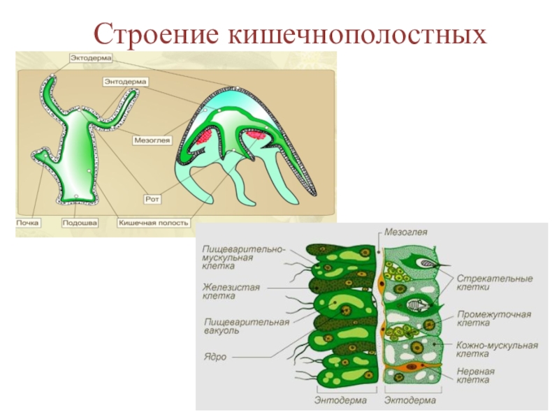 Кишечнополостные нервная система рисунок