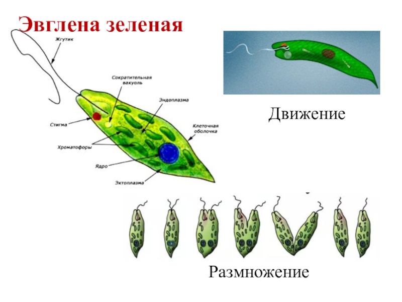 Эвглена зеленая строение с подписями рисунок