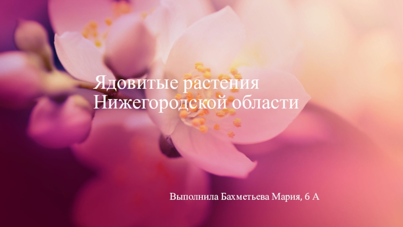 Презентация Ядовитые растения Нижегородской области