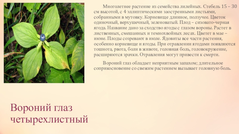 Вороний глаз четырехлистный	Многолетнее растение из семейства лилейных. Стебель 15 – 30 см высотой, с 4 эллиптическими заостренными