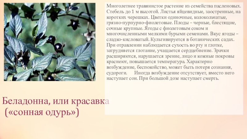 Беладонна, или красавка  («сонная одурь»)Многолетнее травянистое растение из семейства пасленовых. Стебель до 1 м высотой. Листья