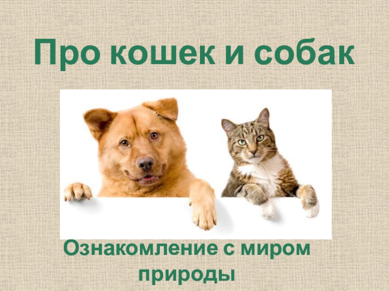 Про кошек и собак