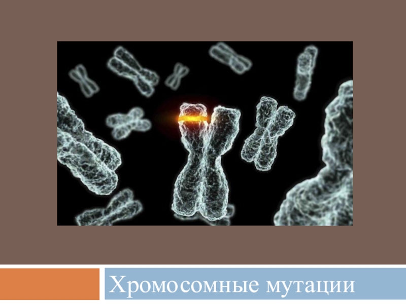 Хромосомные мутации