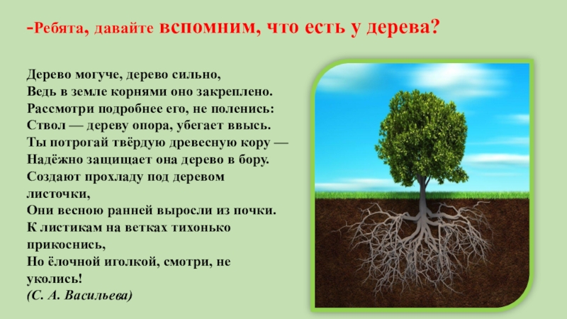 Несчастье какой корень. Корнями дерево сильно. Могучее дерево с корнями. Корень земля земли. В земле наши корни.