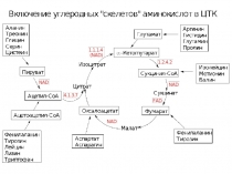 12 Катаболизм аминокислот