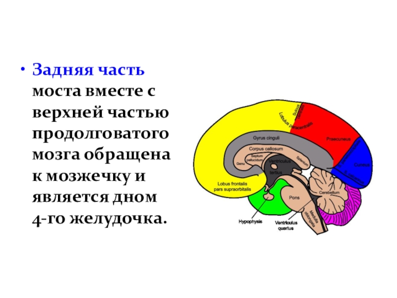 Что входит в состав заднего мозга. Задний мозг. Продолговатый и задний мозг. Задний мозг части отдела. Задний мозг мозг.
