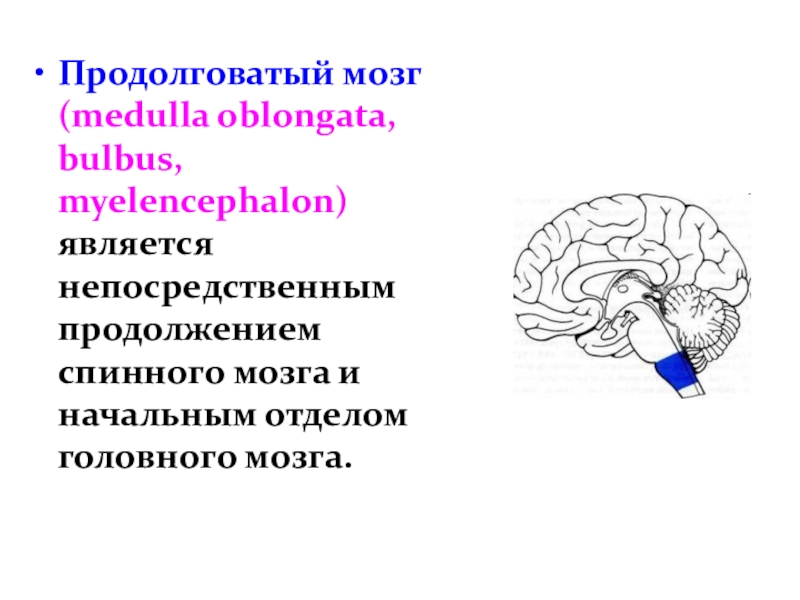 Задний мозг презентация