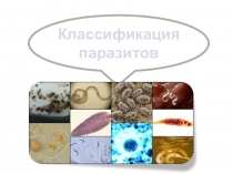 Классификация паразитов