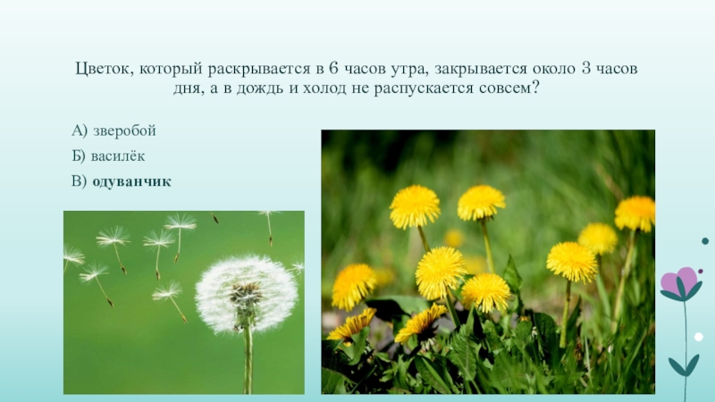 Если соцветия одуванчиков закрылись. Растения Луга Нижегородской области. Луговые растения Нижегородской области. Одуванчик закрывается в 3 часа дня. Во сколько закрывается одуванчик.