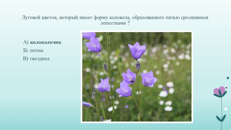 5 сросшихся лепестков. Растения Нижегородской области. Презентация на тему луговые цветы. Луговые растения Нижегородской области. Презентация полевые цветы.